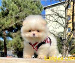 Pomeranian Boo Safkan Ayicik Tip Yavrularımız 1
