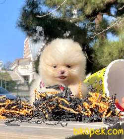Pomeranian Boo Safkan Ayicik Tip Yavrularımız 3