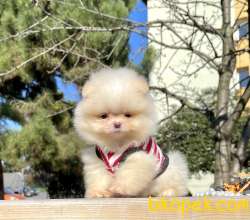 Pomeranian Boo Safkan Ayicik Tip Yavrularımız 2