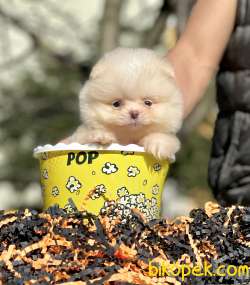 Pomeranian Boo Safkan Ayicik Tip Yavrularımız 5