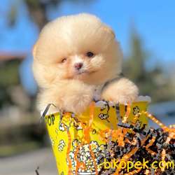 Pomeranian Boo Safkan Ayicik Tip Yavrularımız 4