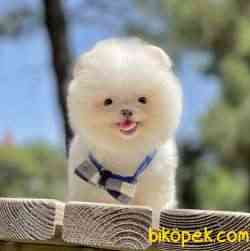 Pomeranian Boo Safkan Ayicik Yavrularımız 1