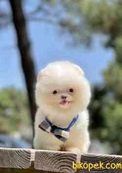 Pomeranian Boo Safkan Ayicik Yavrularımız 3