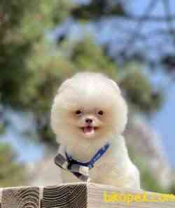 Pomeranian Boo Safkan Ayicik Yavrularımız 4