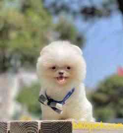 Pomeranian Boo Safkan Ayicik Yavrularımız 2
