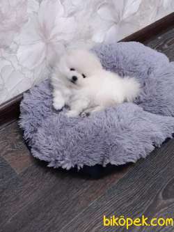 Pomeranian Boo Safkan Ayiciklar En Çok Çeşit Icin Bize Ulaşın 3
