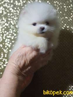 Pomeranian Boo Safkan Ayiciklar En Çok Çeşit Icin Bize Ulaşın 2