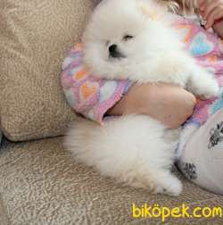 Pomeranian Boo Safkan Ayiciklar En Çok Çeşit Icin Bize Ulaşın 1