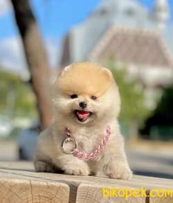 Pomeranian Boo Safkan Belgeli Yavrularımız 3