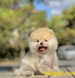 Pomeranian Boo Safkan Belgeli Yavrularımız 4