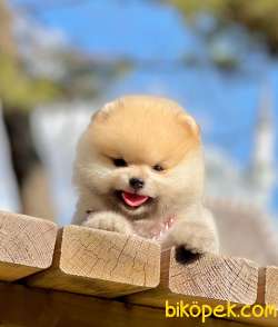 Pomeranian Boo Safkan Belgeli Yavrularımız 2
