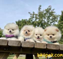 Pomeranian Boo Safkan Belgeli Yavrularımız 1