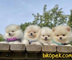 Pomeranian Boo Safkan Belgeli Yavrularımız 2