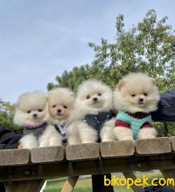 Pomeranian Boo Safkan Belgeli Yavrularımız 3