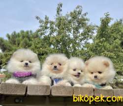 Pomeranian Boo Safkan Belgeli Yavrularımız 4