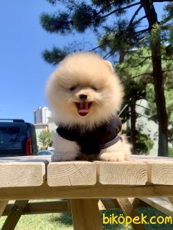 Pomeranian Boo Safkan İnstagram Yavrukopekkedi 2