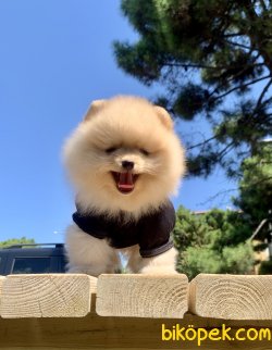 Pomeranian Boo Safkan İnstagram Yavrukopekkedi 1