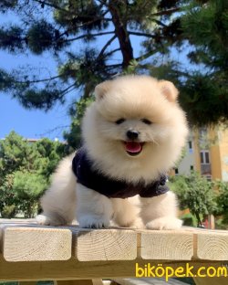 Pomeranian Boo Safkan İnstagram Yavrukopekkedi 5