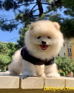 Pomeranian Boo Safkan İnstagram Yavrukopekkedi 3
