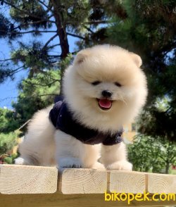 Pomeranian Boo Safkan İnstagram Yavrukopekkedi 4