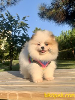 Pomeranian Boo Safkan İnstagram Yavrukopekkedi 2