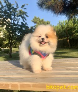Pomeranian Boo Safkan İnstagram Yavrukopekkedi 1