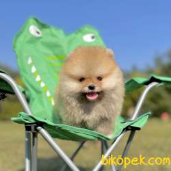 Pomeranian Boo Safkan Mini Surat Yavrularımız 2