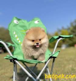 Pomeranian Boo Safkan Mini Surat Yavrularımız 4