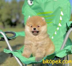 Pomeranian Boo Safkan Mini Surat Yavrularımız 3
