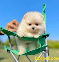 Pomeranian Boo Safkan Mini Surat Yavrularımız 1