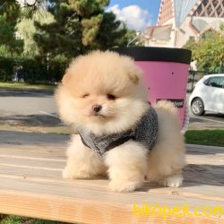 Pomeranian Boo Safkan Secereli Yavrularımız 2