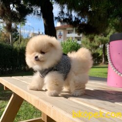Pomeranian Boo Safkan Secereli Yavrularımız 1
