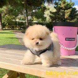 Pomeranian Boo Safkan Secereli Yavrularımız 3
