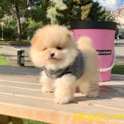 Pomeranian Boo Safkan Secereli Yavrularımız 4