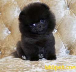 Pomeranian Boo Safkan Show Kalite Yavrularımız 5