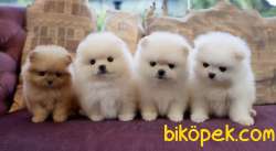 Pomeranian Boo Safkan Show Kalite Yavrularımız 2