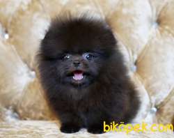 Pomeranian Boo Safkan Show Kalite Yavrularımız 4