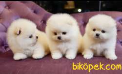 Pomeranian Boo Safkan Show Kalite Yavrularımız 3