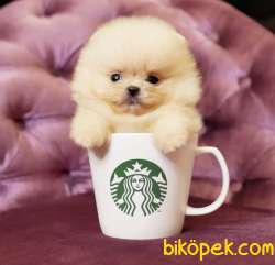 Pomeranian Boo Safkan Show Kalite Yavrularımız 1