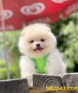 Pomeranian Boo Safkan Teddy Bear Ayicik Surat Yavrularımız 1