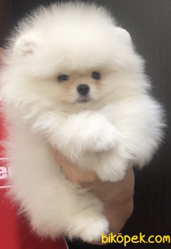 Pomeranian Boo Safkan Teddy Bear Ayicik Tip Yavrular 3