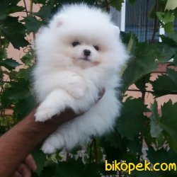 Pomeranian Boo Safkan Teddy Bear Ayicik Tip Yavrular 2