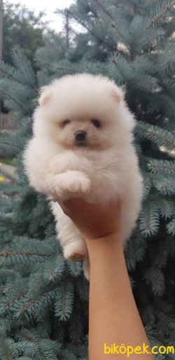 Pomeranian Boo Safkan Teddy Bear Ayicik Tip Yavrular 4