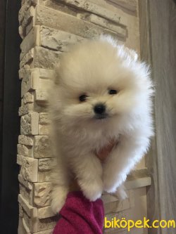 Pomeranian Boo Safkan Teddy Bear Ayicik Tip Yavrular 1