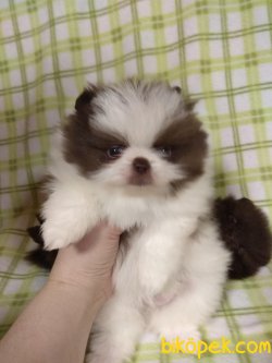 Pomeranian Boo Safkan Teddy Bear Ayicik Tip Yavrular 3