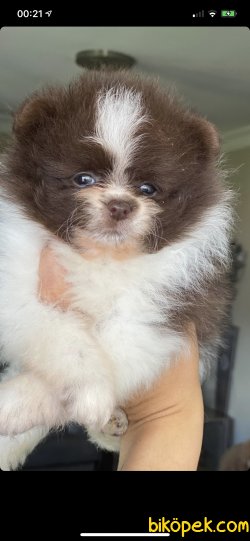 Pomeranian Boo Safkan Teddy Bear Ayicik Tip Yavrular 2