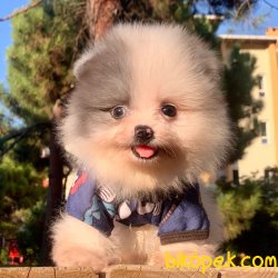 Pomeranian Boo Safkan Teddy Bear Yavrularımız 1