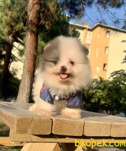 Pomeranian Boo Safkan Teddy Bear Yavrularımız 2
