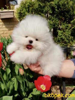 Pomeranian Boo Safkan Teddy Bear Yavrularımız 1