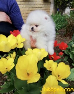 Pomeranian Boo Safkan Teddy Bear Yavrularımız 3